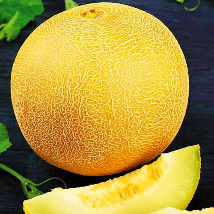 5017D Дыня Медовый спас 5шт 5017D Дыня Медовый спас 5шт