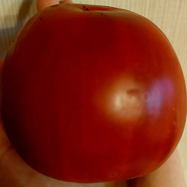 7012T Томат Глинтвейн 10шт 7012T Томат Глинтвейн 10шт