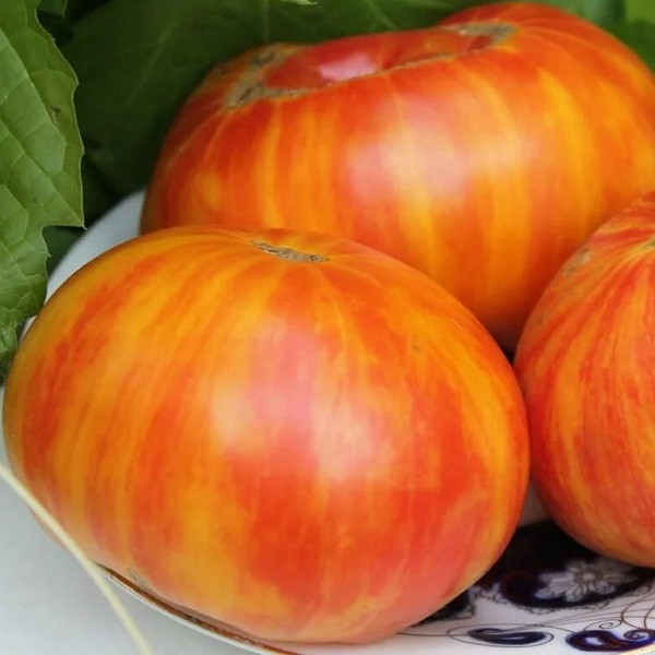 7117T Томат Индейская резервация 10шт 7117T Томат Индейская резервация 10шт