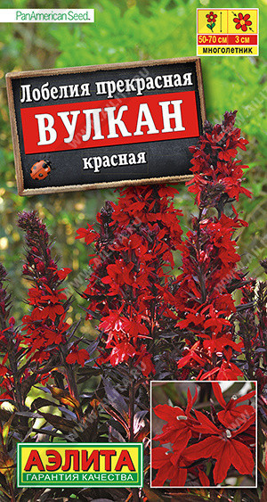 1568A Лобелия Вулкан красная 5шт