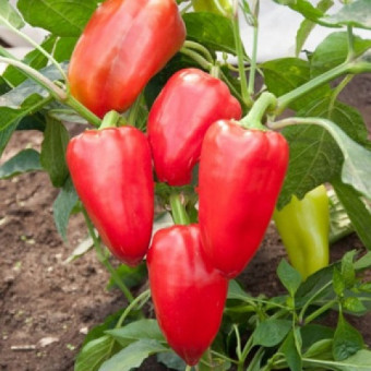 5157D Перец сладкий Байкал F1 5шт