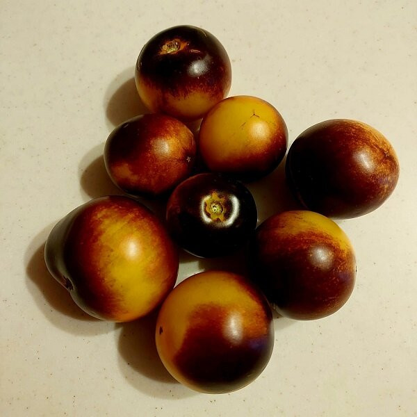 7016T Томат Гондвана Луна 10шт 7016T Томат Гондвана Луна 10шт