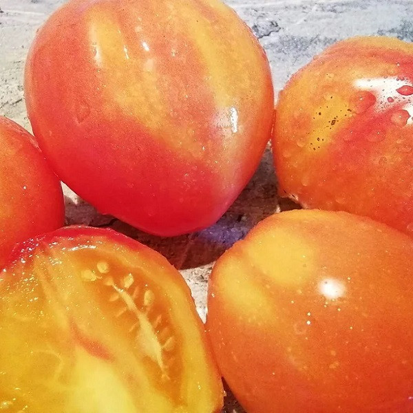 7118T Томат Козула 141 10шт