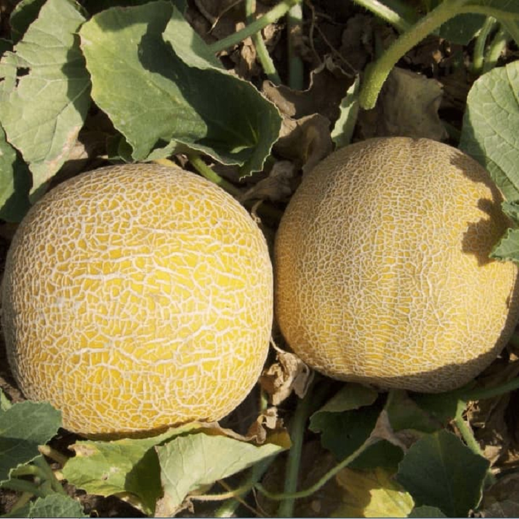 5021D Дыня Царская 5шт 5021D Дыня Царская 5шт