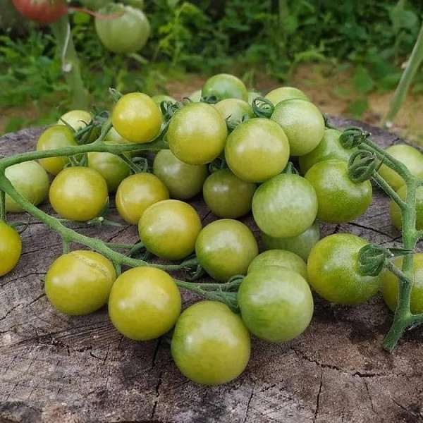 7018T Томат Доктор Фростед 10шт 7018T Томат Доктор Фростед 10шт