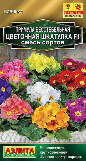 1771A Примула Цветочная шкатулка F1, смесь сортов 5шт 1771A Примула Цветочная шкатулка F1, смесь сортов 5шт