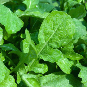 5023D Индау Диковина 0,5гр