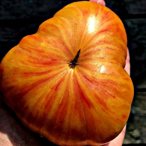 7121T Томат Литиевый закат 10шт