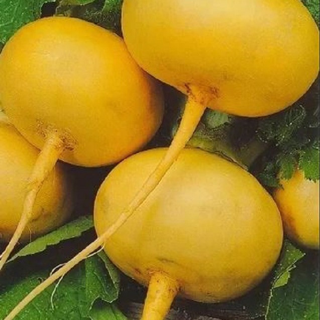 5163D Репа Петровская 1 1гр 5163D Репа Петровская 1 1гр