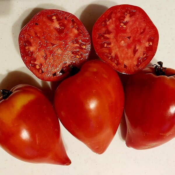 7021Т Томат Заилийский Алатау 10шт 7021Т Томат Заилийский Алатау 10шт