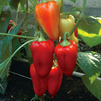 5159D Перец сладкий Князь Серебряный 5 шт