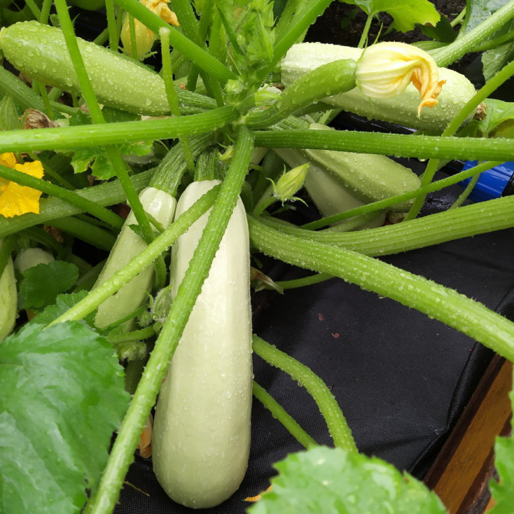 5025D Кабачок Камили F1 5шт 5025D Кабачок Камили F1 5шт