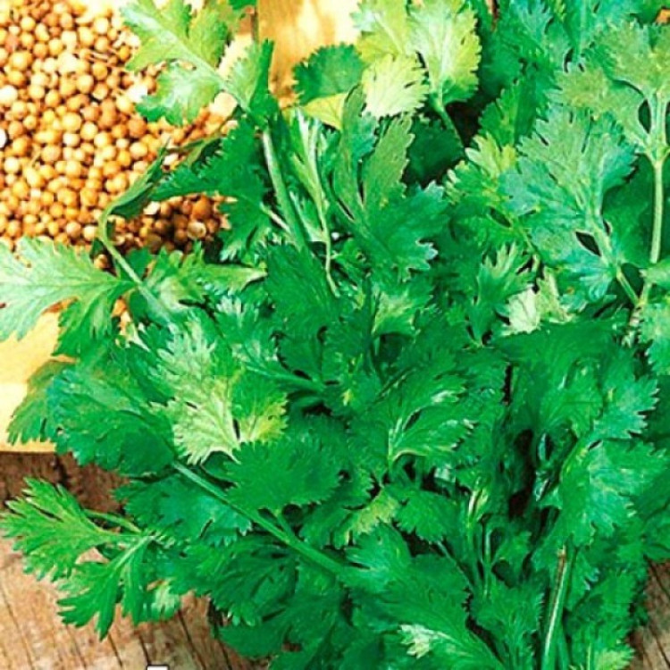 5033D Кориандр овощной Бородинский 2гр 5033D Кориандр овощной Бородинский 2гр