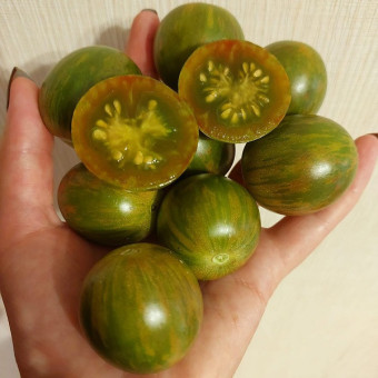 7024T Томат Зелёный шмель 10шт