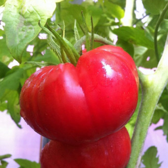 7120T Томат Коньячный мальчик 10 шт