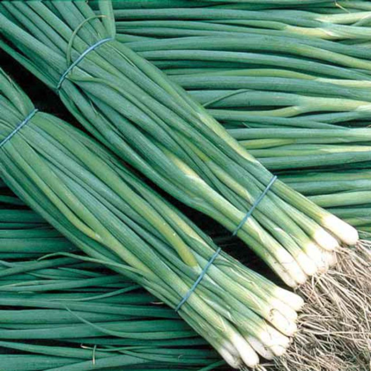 5034D Лук батун Валдай 1гр 5034D Лук батун Валдай 1гр