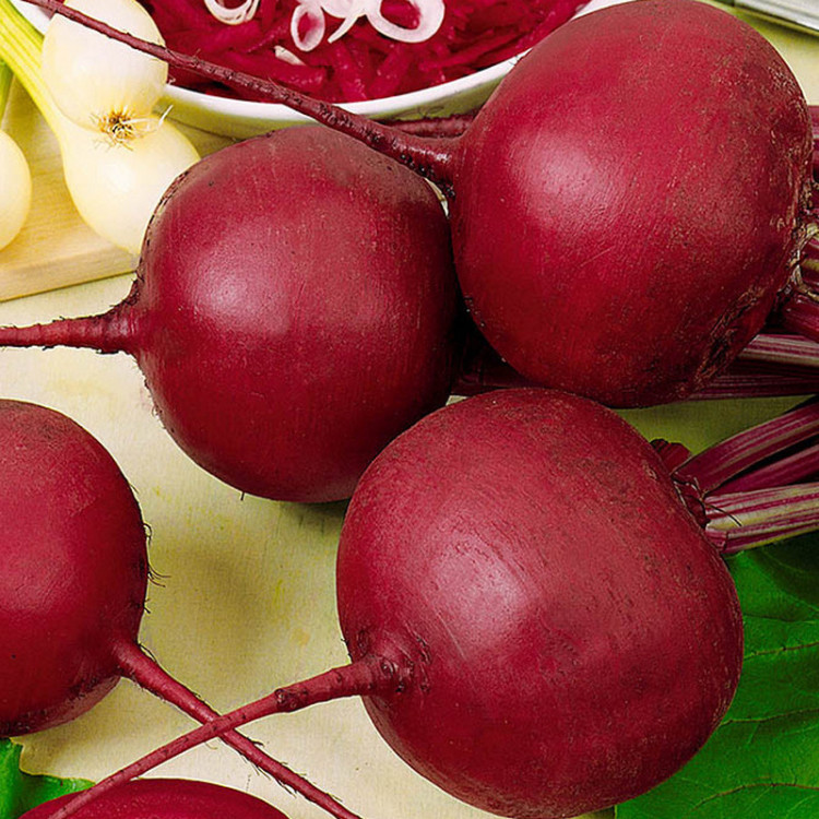 5168D Свекла столовая Бордо 237 1гр 5168D Свекла столовая Бордо 237 1гр