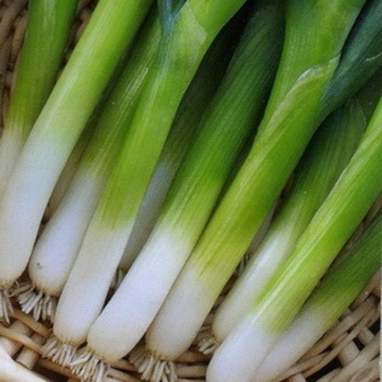 5035D Лук батун Лонг Токио 1гр 5035D Лук батун Лонг Токио 1гр