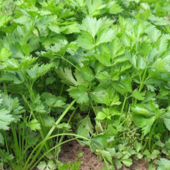 5170D Сельдерей черешковый и листовой Бодрость 0,5гр