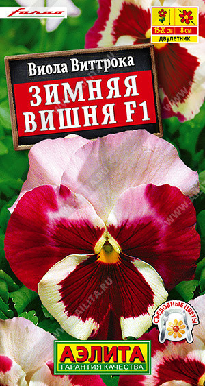 1364A Виола Зимняя вишня F1 7 шт