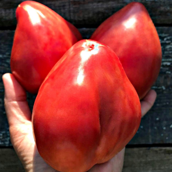 7122T Томат Литовский хохлатый розовый 10 шт