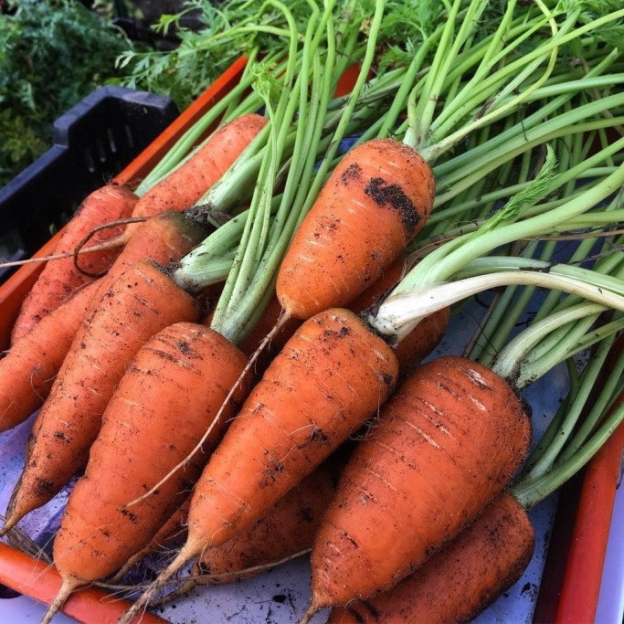 5038D Морковь Шантенэ Роял 1гр 5038D Морковь Шантенэ Роял 1гр