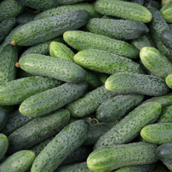 5039D Огурец Агростарт F1 5шт