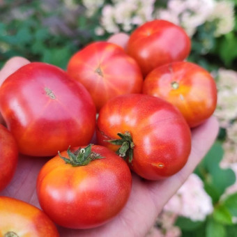 7131T Томат Радужная вишня 10шт