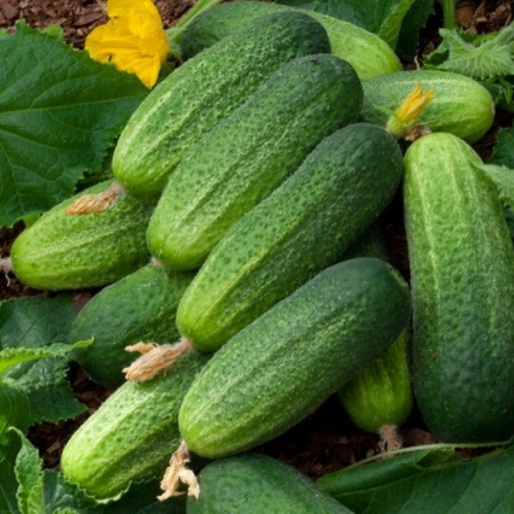 5041D Огурец Атос F1 5шт 5041D Огурец Атос F1 5шт
