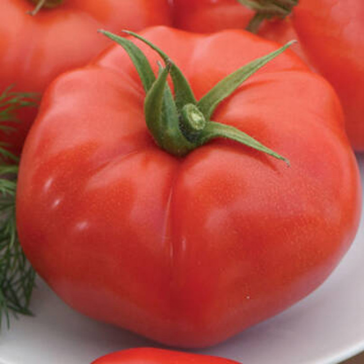 5175D Томат Кассиопея F1 5шт 5175D Томат Кассиопея F1 5шт