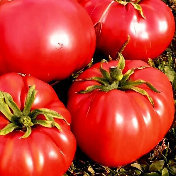 7030Т Томат Казанский местный 10шт 7030Т Томат Казанский местный 10шт
