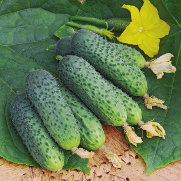 5042D Огурец Бастион F1 5шт 5042D Огурец Бастион F1 5шт