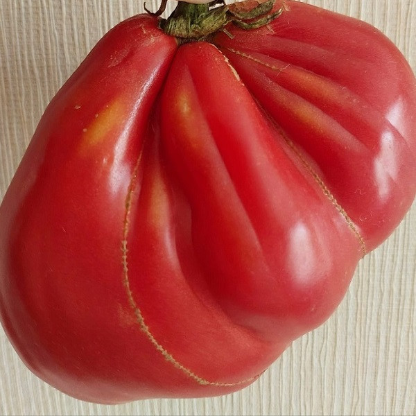 7133T Томат Ребелпик 5шт