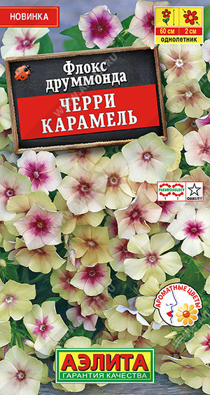 1869A Флокс друммонда Черри карамель 20 шт