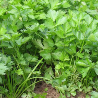 5170D Сельдерей черешковый и листовой Бодрость 0,5 г