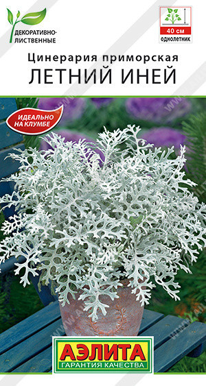 1875A Цинерария Летний иней 0,05гр 1875A Цинерария Летний иней 0,05гр