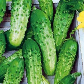 5044D Огурец Даша F1 5шт