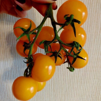 7135Т Томат Саммер Сан 10шт