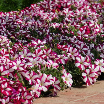 5179D Петуния ампельная Изи Вэйв Бургунди Стар 5шт