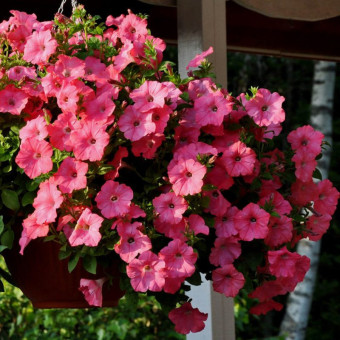 5180D Петуния ампельная Изи Вэйв Роузи Дон 5шт