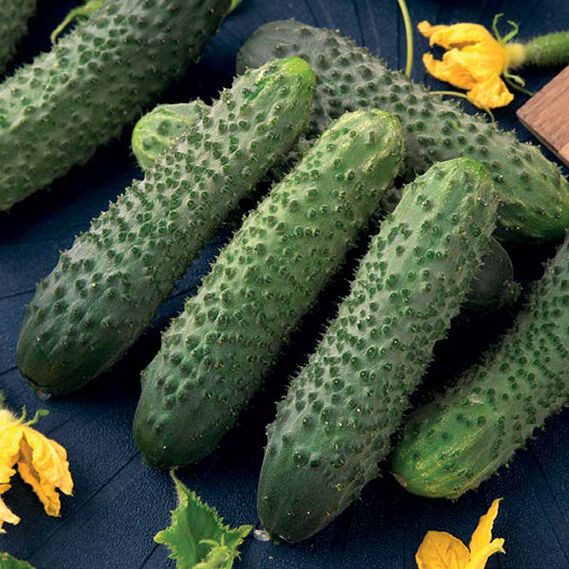 5048D Огурец Пилигрим F1 5шт 5048D Огурец Пилигрим F1 5шт