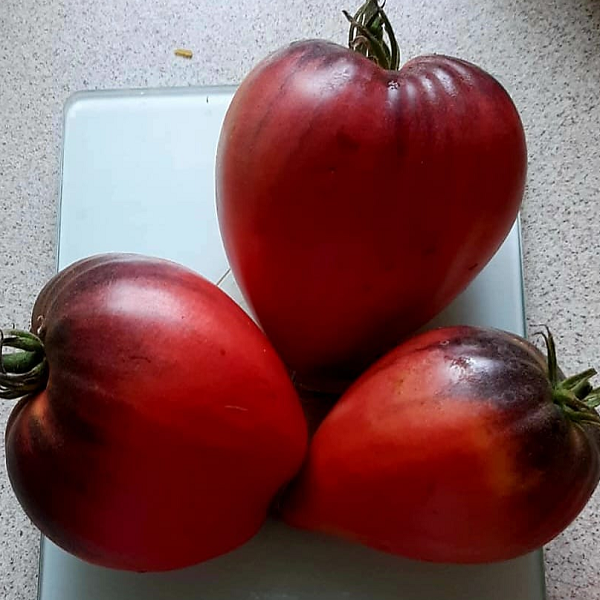 7138T Томат Сержант Паскаль 5шт