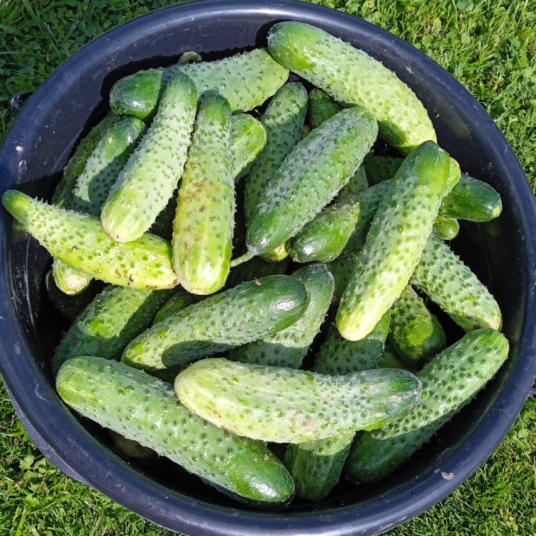 5049D Огурец Прагматик F1 5шт 5049D Огурец Прагматик F1 5шт