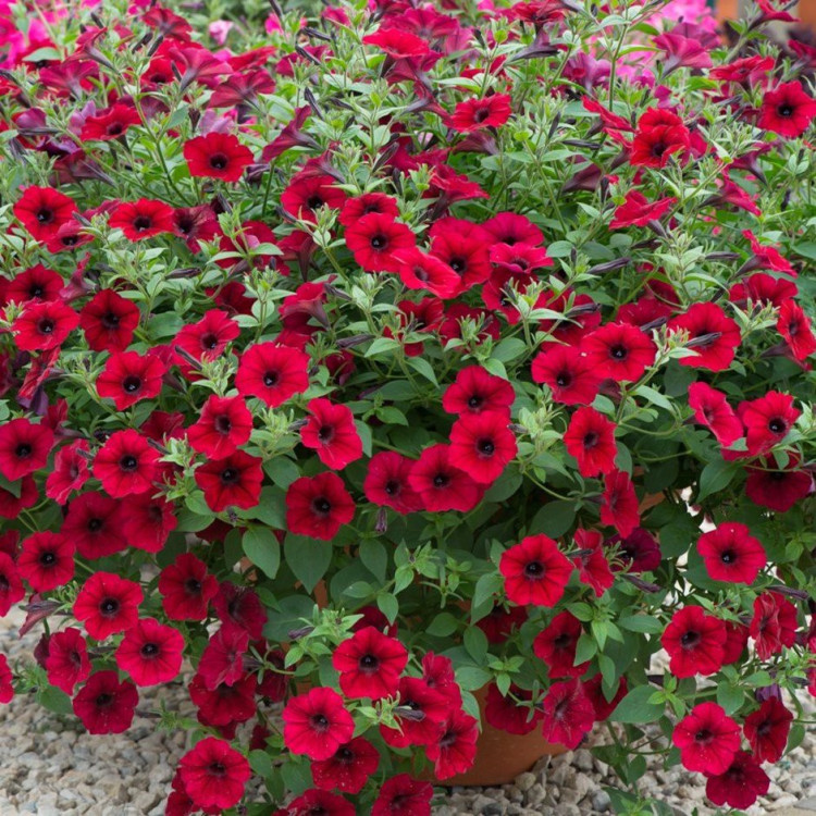 5182D Петуния ампельная Тайдал Вэйв Ред Велюр 5шт