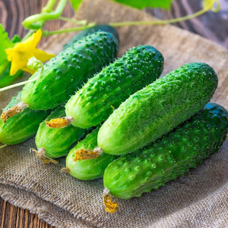 5050D Огурец Реванш F1 5шт 5050D Огурец Реванш F1 5шт