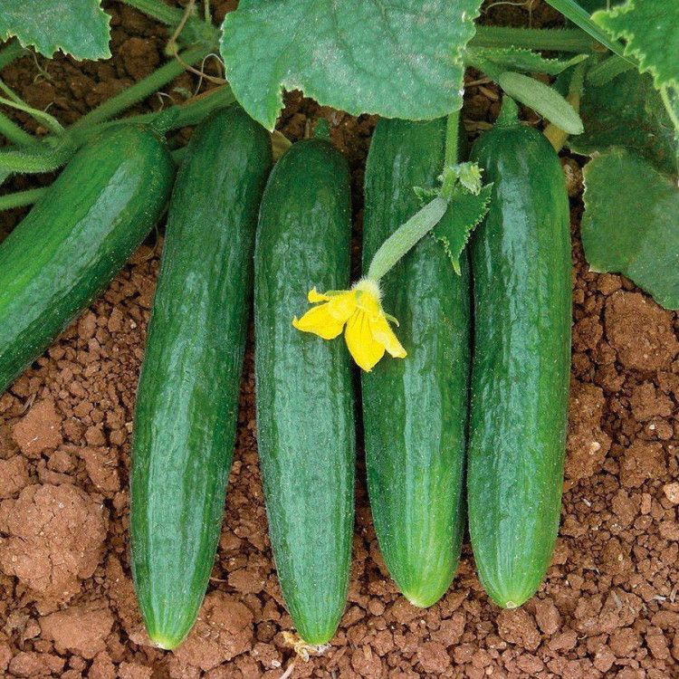 5052D Огурец Фауст F1 5шт 5052D Огурец Фауст F1 5шт
