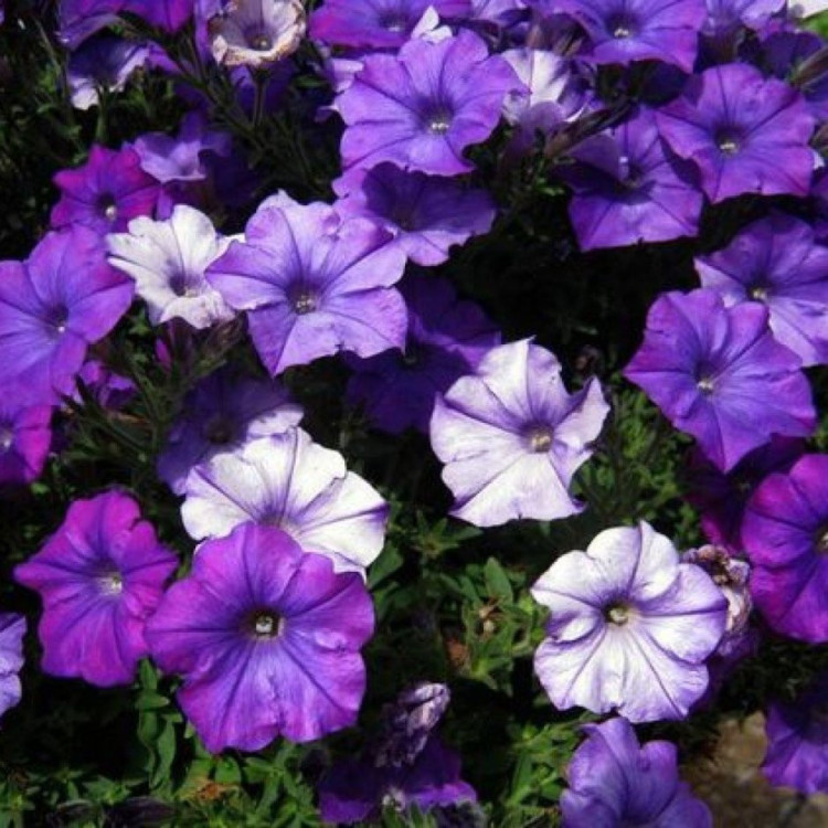 5185D Петуния ампельная Шок Вэйв Деним 5шт 5185D Петуния ампельная Шок Вэйв Деним 5шт