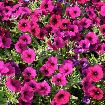 5186D Петуния ампельная Шок Вэйв Парпл Дип 5шт