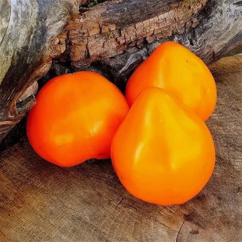 7137T Томат Сердце пустыни 10 шт