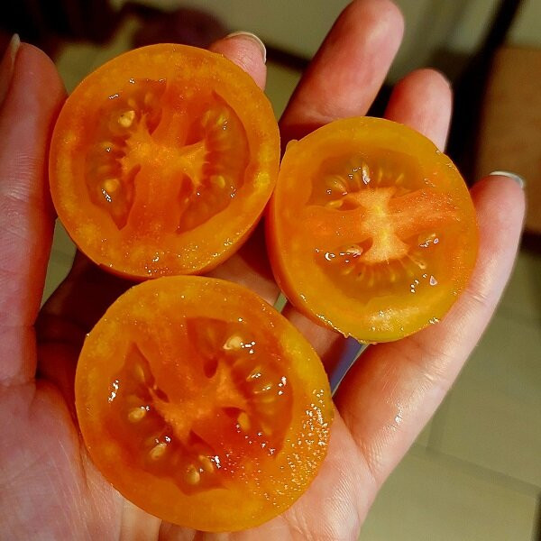 7042T Томат Ло-чан-и-ха 10шт 7042T Томат Ло-чан-и-ха 10шт